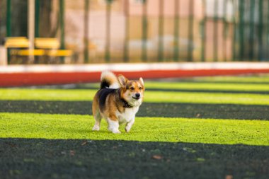 Mutlu Corgi, parlak güneş ışığı altındaki bir parkta yemyeşil çimlerin üzerinde tepiniyor. Oyuncu köpek ağaçlarla çevrili açık havada özgürlüğün tadını çıkarıyor..