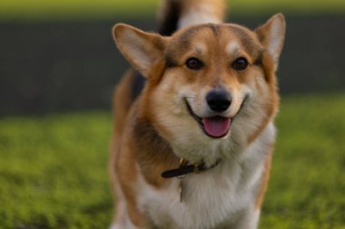 Neşeli Corgi güneşli bir günde yemyeşil bir parkta oynuyor. Köpeğin, açık alanı keşfederken neşeli kişiliğini gösteren büyük bir gülümsemesi var..