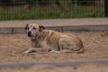 Bir köpek kumlu bir alana uzanıp vücudunu gevşetiyor. Gündüz vakti arka planda çit ve çimenler görünürken köpek etrafına bakar..
