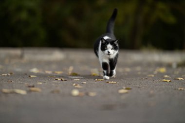 Siyah ve beyaz kedi yapraklarla kaplı bir yolda yürüyor. Ortam sonbaharda bir parktır. Kedi odaklanmış görünüyor ve etrafını sessizce keşfediyor..
