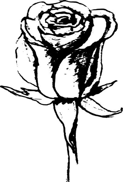 Rosa disegno in bianco e nero, disegno a mano — Foto Stock