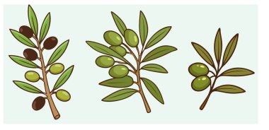 Zeytin ve zeytin yağı kavramının vektör çizimi.