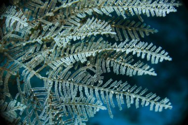 Koyu, derin okyanus arka planına karşı yapraksı tüylü bir yapı..