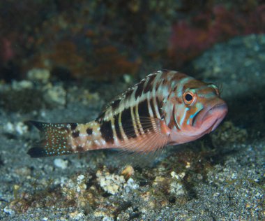 Kahverengi renkli bir balık potansiyel bir yırtıcıya korkunç bir şekilde bakar..