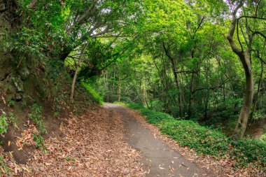 Orman yolu ağaçlardan düşen kuru yapraklarla kaplı..