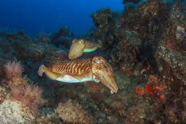 Bir çift mürekkepbalığı Kuzey Atlantik Okyanusu 'ndaki kayalık ve sarp resiflerde birbirlerine kur yapıyor..