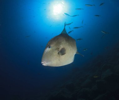 Bir tetikleyici balık, güneşin yüzeyde döndüğü ve küçük balıklarla çevrili olduğu bir yerde poz verir..