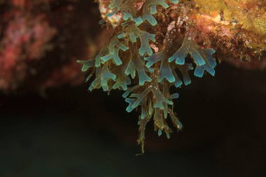 Bir tür mavi alg kayalıklardan birinde asılı duruyor..