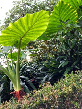 Parkın köşesinde bir sürü yeşilliği olan çeşitli bitki ve çalılıklar..