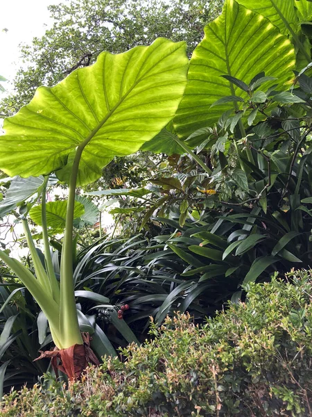 Parkın köşesinde bir sürü yeşilliği olan çeşitli bitki ve çalılıklar..