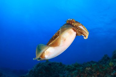 Bir mürekkepbalığı Kuzey Atlantik Okyanusu resifinde kendini dikey olarak kamufle eder..