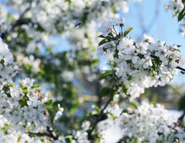 Gökyüzü üzerinde çiçek açan ağaç
