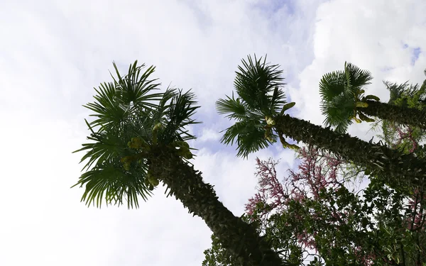 Palmen op de bewolkte achtergrond — Stockfoto