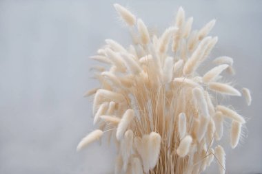 Beyaz arka planda doğal kurutulmuş tavşanın kuyruk otu buketi. En küçük dekorasyon kavramı.