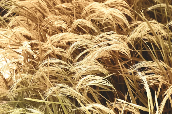 黄金の小麦畑の耳 美しい自然の夕日の風景 輝く太陽の下で農村風景 豊作コンセプト — ストック写真