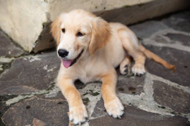 Golden Retriever çok ilgi arıyorum kafa vurdu