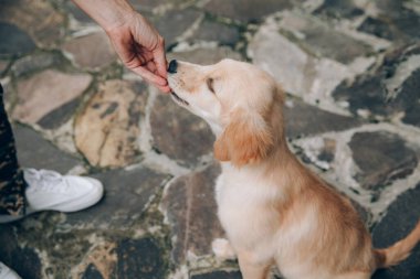 Golden Retriever çok ilgi arıyorum kafa vurdu