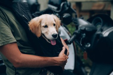 Golden Retriever çok ilgi arıyorum kafa vurdu