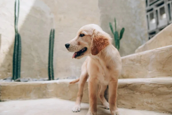 Golden Retriever Çok Ilgi Arıyorum Kafa Vurdu — Stok fotoğraf