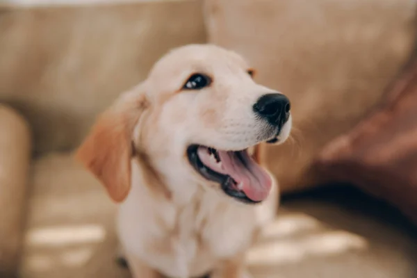 Golden Retriever Köpeği Evdeki Bej Kanepede Yatıyor Şirin Köpek — Stok fotoğraf