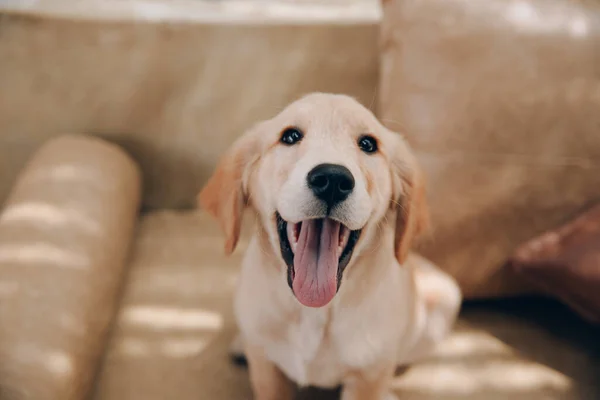 Golden Retriever Portresi Evle Çok Ilgili Görünüyor — Stok fotoğraf