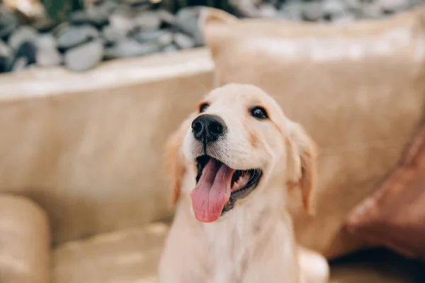 Golden Retriever Fotoğrafı Evle Çok Ilgili Görünüyor — Stok fotoğraf