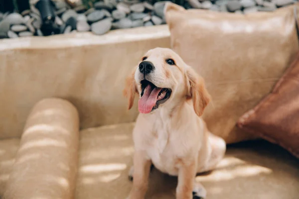 Golden Retriever Çok Ilgi Arıyorum Kafa Vurdu — Stok fotoğraf