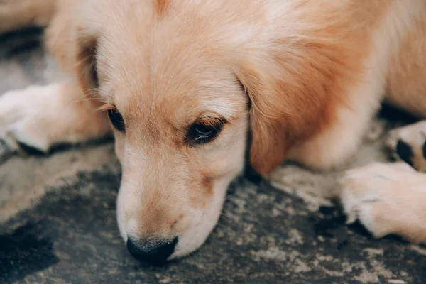 Golden Retriever Çok Ilgi Arıyorum Kafa Vurdu — Stok fotoğraf