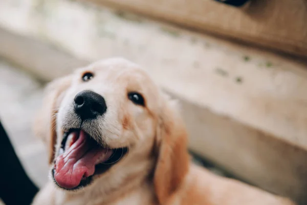 Golden Retriever Portresi Evle Çok Ilgili Görünüyor — Stok fotoğraf