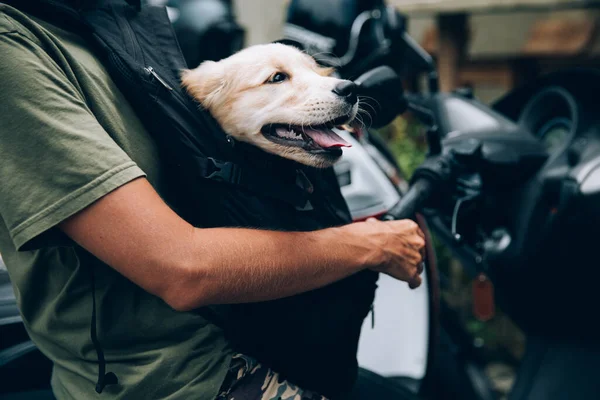 Golden Retriever Çok Ilgi Arıyorum Kafa Vurdu — Stok fotoğraf