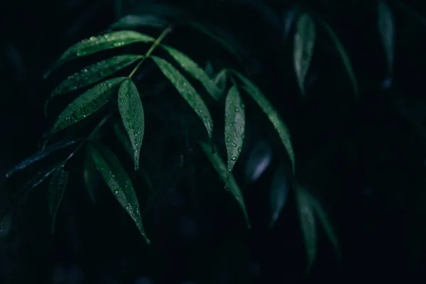 季风季节雨滴后热带植物和绿叶的抽象深绿色 图库照片