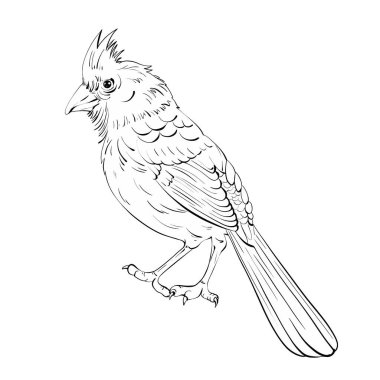 Bu resimde, minimalist bir sanat tarzında kardinal bir kuş var. Tatil süslemeleri için mükemmel. Kuş kendine özgü bir ibikli ve zarif bir duruş sergiliyor. Bu da onu mükemmel bir seçim yapıyor.