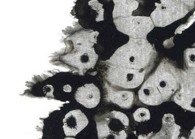 Soyut mürekkep arkaplanı. Mermer tarzı. Beyaz kağıda siyah boya dokusu. Ağ ve oyun tasarımı için duvar kağıdı. Grunge çamur sanatı. Kalem suyunun makro resmi. Koyu Smear