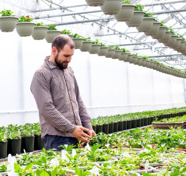 Bahçıvan bakım bitkiler sera içinde hakkında