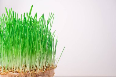 Süper yiyecek, filizlenmiş buğday ve yeşil çimen..