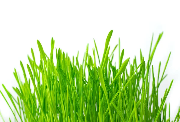 Зелена свіжа трава на світлому фоні . — стокове фото