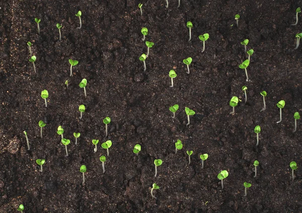 The process of plant germination in the soil.