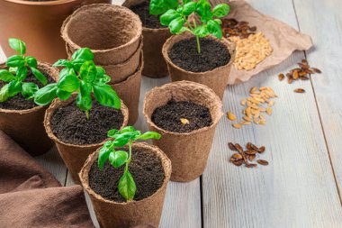 Tohumları ve tohumları beyaz bir masada olan turba tencereleri. Kopyalama alanı olan yan görünüm.