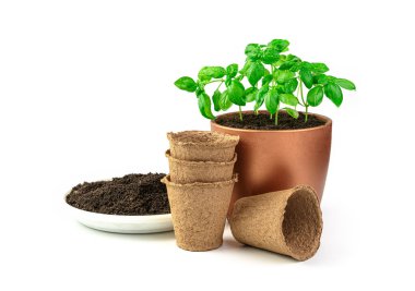 Tencerede taze fesleğen, turba kapları ve beyaz arka planda izole edilmiş toprak filizlenir. Yan görünüm.