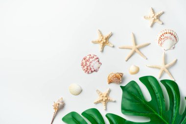 Tropikal yapraklar, farklı kabuklar ve beyaz arka planda deniz yıldızları. Kopyalanacak alanı olan deniz arkaplanı.