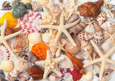 Birçok farklı kabuk ve farklı şekillerde ve renklerde deniz yıldızları. Yakın çekim, üst görüş. Deniz arkaplanı.