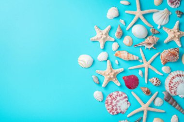 Deniz kabukları, geniş bir deniz kabuğu çeşitliliği ve açık mavi bir zemin üzerinde deniz yıldızı. Kopyalama alanı olan üst görünüm.