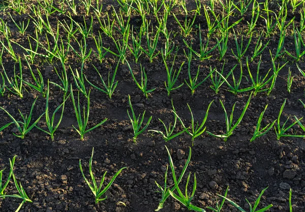 Growing Garlic Natural Conditions Black Soil Fresh Air Natural Healthy — Stock Photo, Image