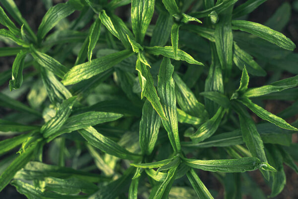 Green plant in the sunlight close-up. Tinted background. Selective focus.