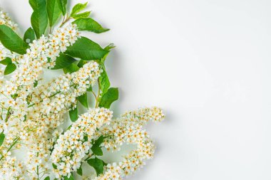 Çiçekli arka plan, beyaz arka planda çiçek açan dallar kopyalayacak yer. Üst görünüm, yatay.