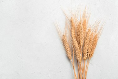 Gri arka planda buğday dikenleri yakın plan.