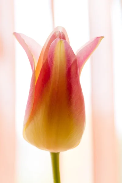 Verse roze tulpen - selectieve aandacht — Stockfoto