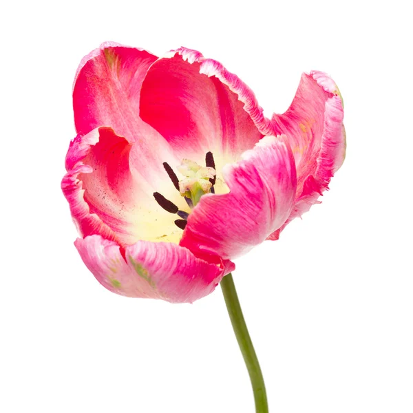 Tulipanes rosados frescos - enfoque selectivo — Foto de Stock