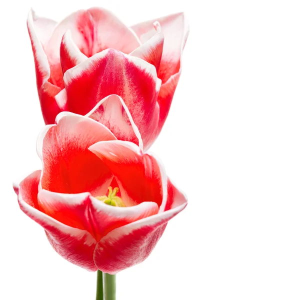 Bellissimi tulipani rosa isolati su bianco — Foto Stock