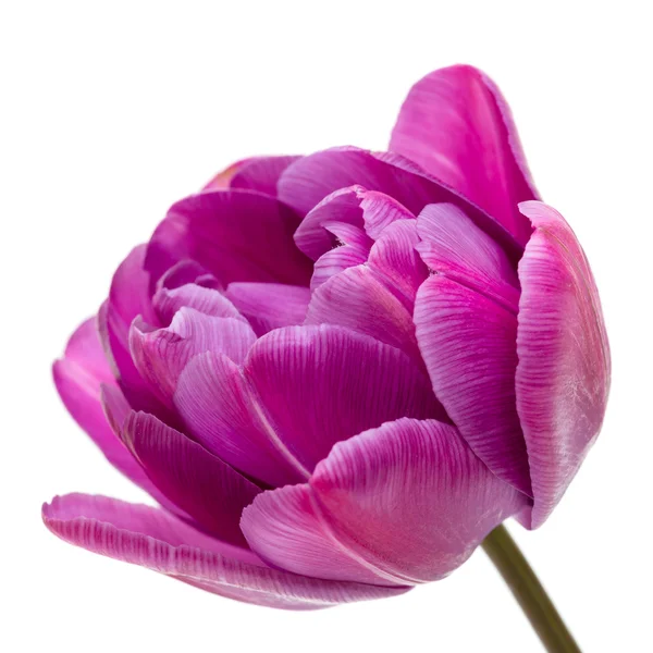 Tulipán de doble peonía lila aislado en blanco —  Fotos de Stock
